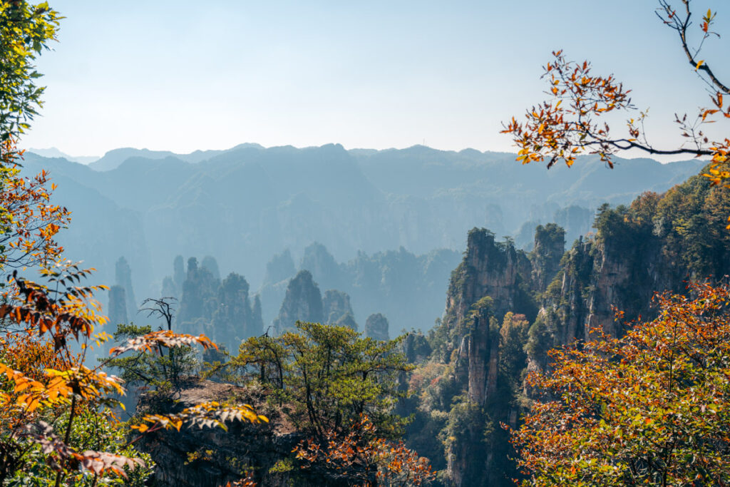 view overlooking the Zhangjiajie sandstone quartz pillars from Tianzi Mountain during a sunny autumn afternoon